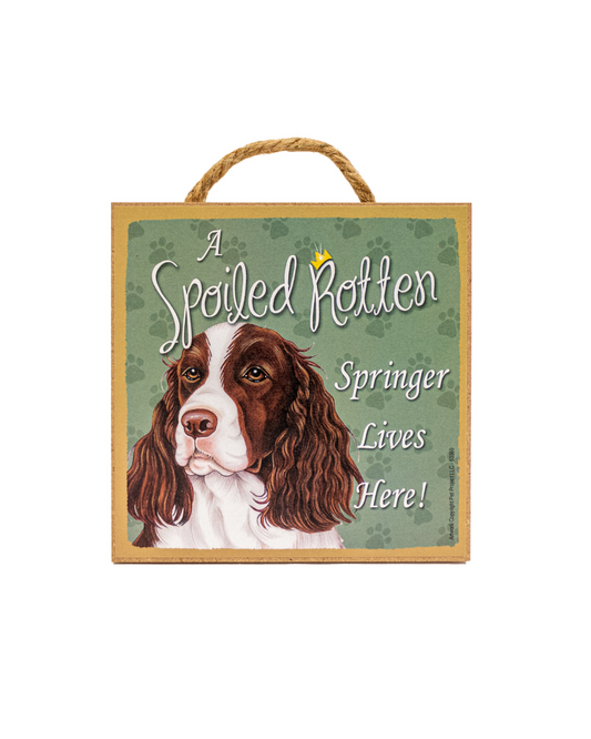 ASR Springer Spaniel